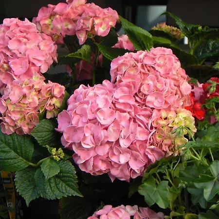 Sonnenseite Accommodatie bij particulieren Kurort Jonsdorf